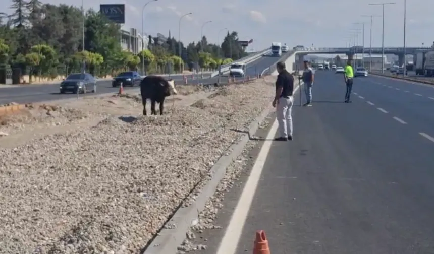 Kahramanmaraş’ta firari boğa trafiği karıştırdı