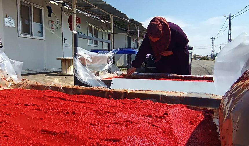 Konteyner kentte depremzede kadınlar sebze kurutup salça yapıyor