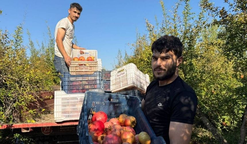 Antalya'da nar hasadı erken başladı! Tarlada kilosu 15 TL'ye kadar düştü