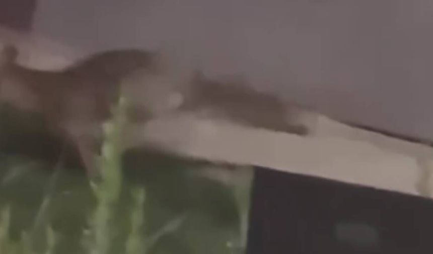 Kahramanmaraş’ta aç kalan tilki yerleşim yerine indi