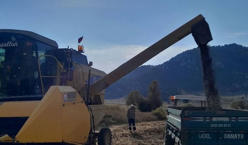 Kahramanmaraş Andırın’da Ayçiçeği Hasadı Başladı