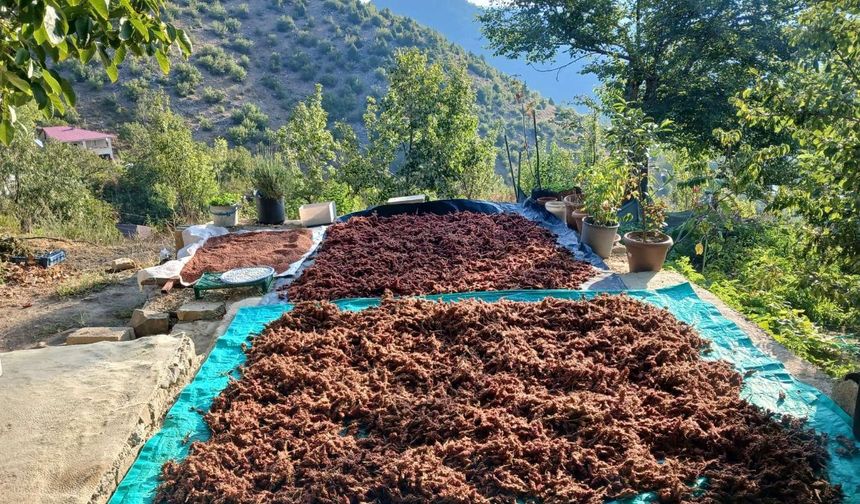 Kahramanmaraş'ın Andırın ilçesinde sumak hasadı başladı