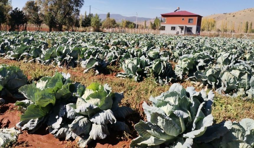 Kahramanmaraş'ta 50 kiloluk dev lahanalar hasat ediliyor!