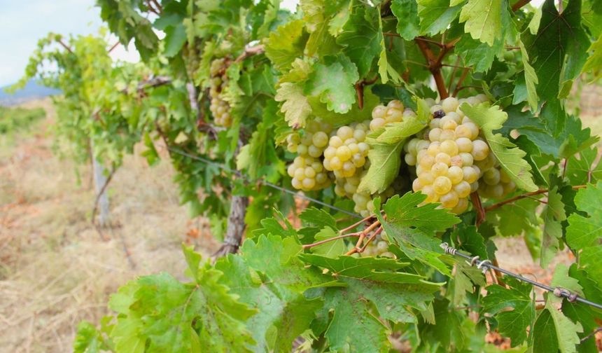 Kahramanmaraş’ta bağ bozumu başladı Kabarcık üzümü için hasat zamanı