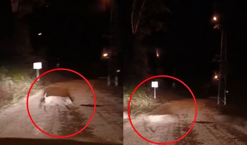 Kahramanmaraş'ta domuz sürüsü görüldü