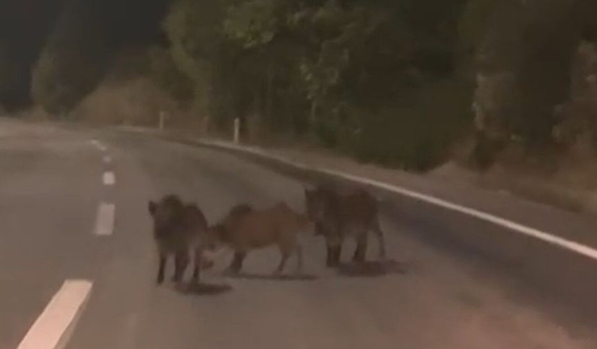 Kahramanmaraş’ta Domuz Sürüsü Yola İndi