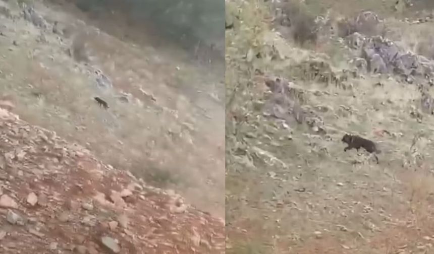 Kahramanmaraş’ta kurt hayvanlara saldırdı: 5 ölü