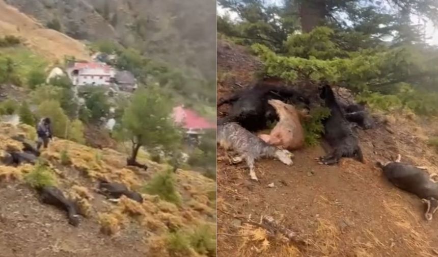 Kahramanmaraş’ta Yıldırım Keçi Sürüsünü Vurdu: 20 Telef