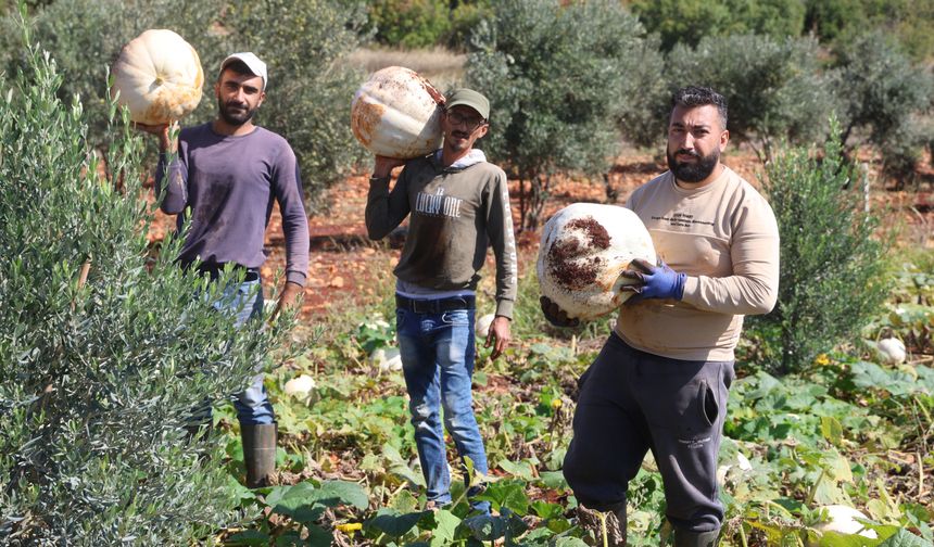 Tarlada 17 TL, Manavda 25 TL! Hatay’da Beyaz Kabak Hasadı Başladı