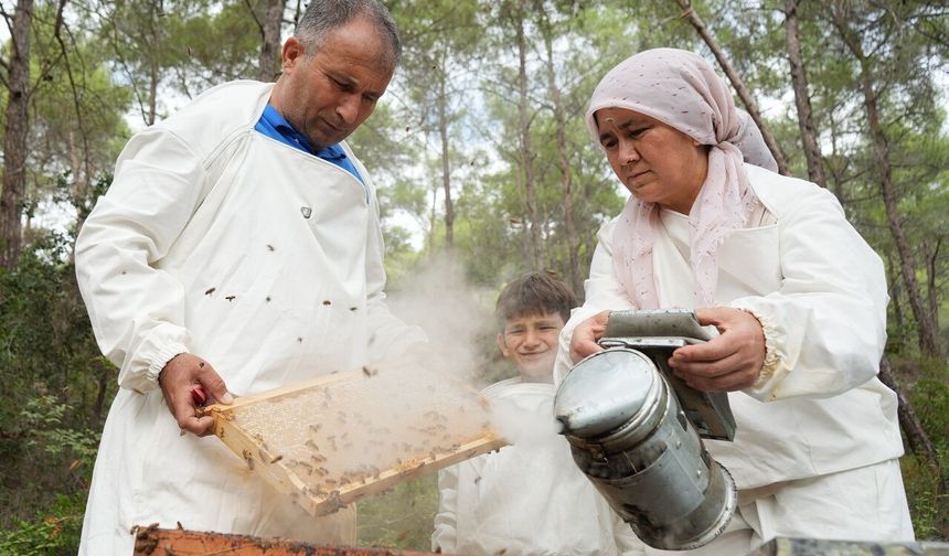 Türkiye dünya çam balı üretiminde zirvede! Bereketli hasat başladı