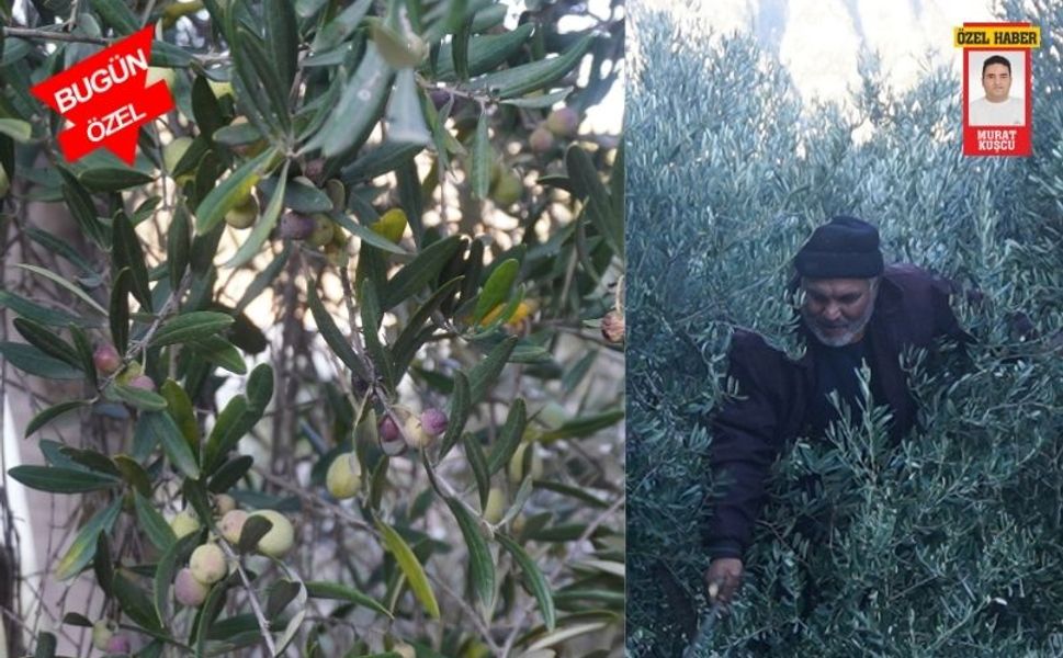 Kahramanmaraş’ta Organik Zeytin Hasadı Başladı