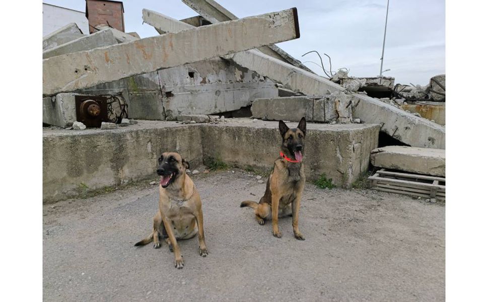 İkiz Köpekler Hayat Kurtarıyor: İzmir’den Kahramanmaraş’a Cesaret Öyküsü