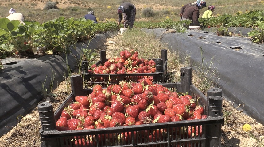 Kahramanmaraş'ta çilek üretimi