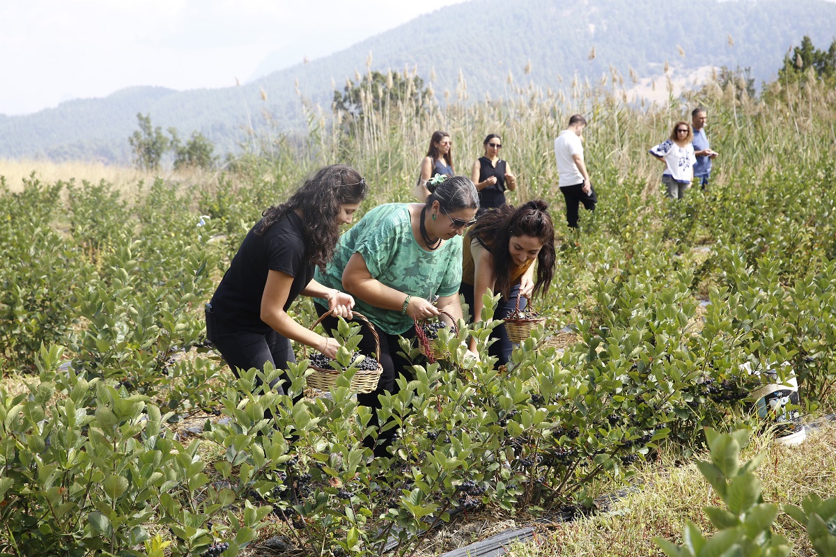 Aronya Hasadı Başladı (6)