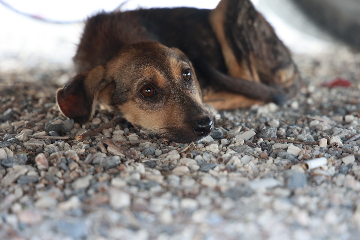 Çuvala Konulup Çöplük Alana Terk Edilen Köpeği Vatandaşlar Kurtardıas