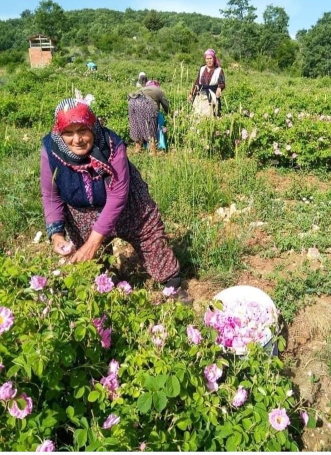 Gül Çiçeği Fiyatı 90 Lira Olarak Belirlendi