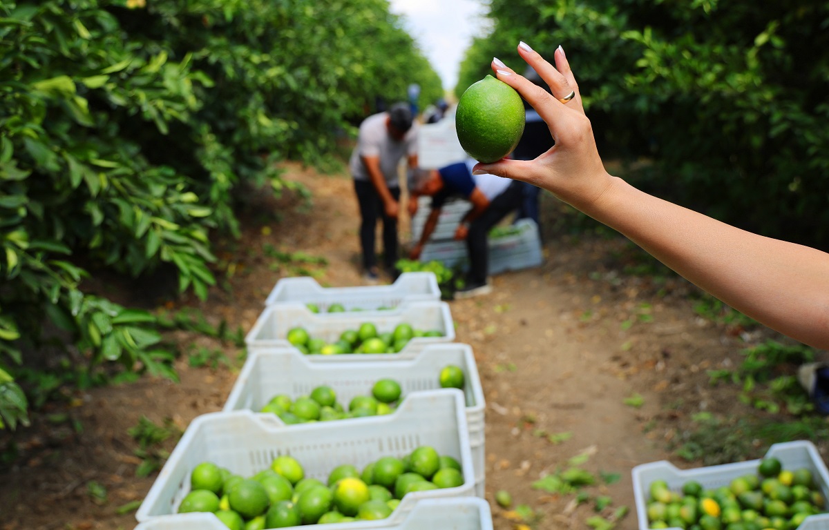 Limon Bahçede 8, Market Ve Pazarda 25 Lira (4)