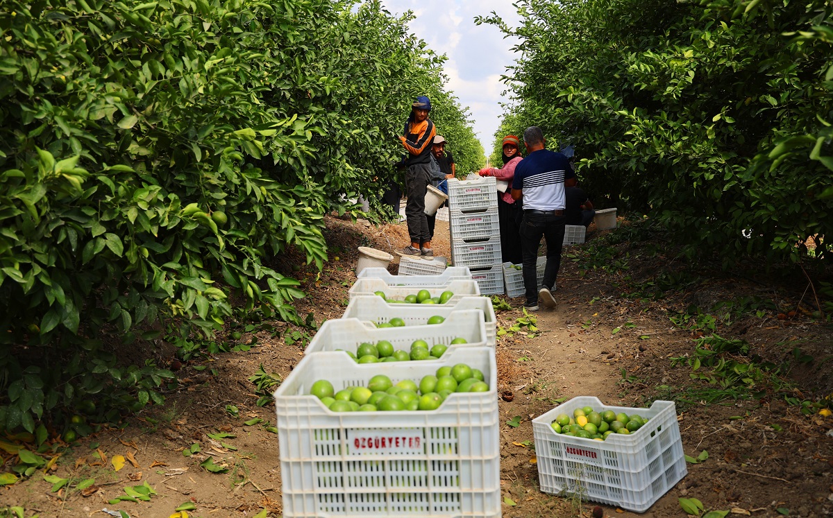 Limon Bahçede 8, Market Ve Pazarda 25 Lira