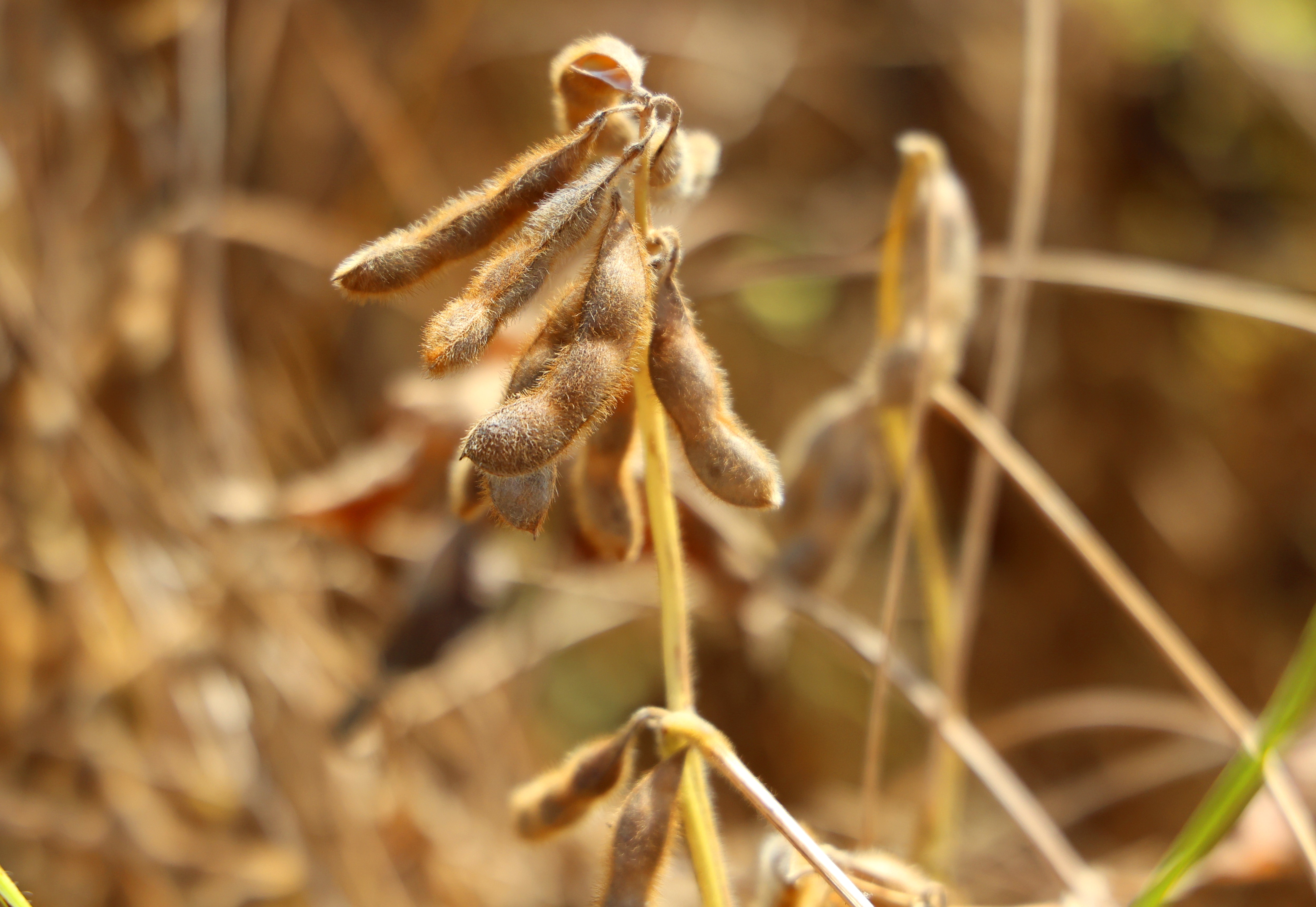 Soya Hasadı Başladı