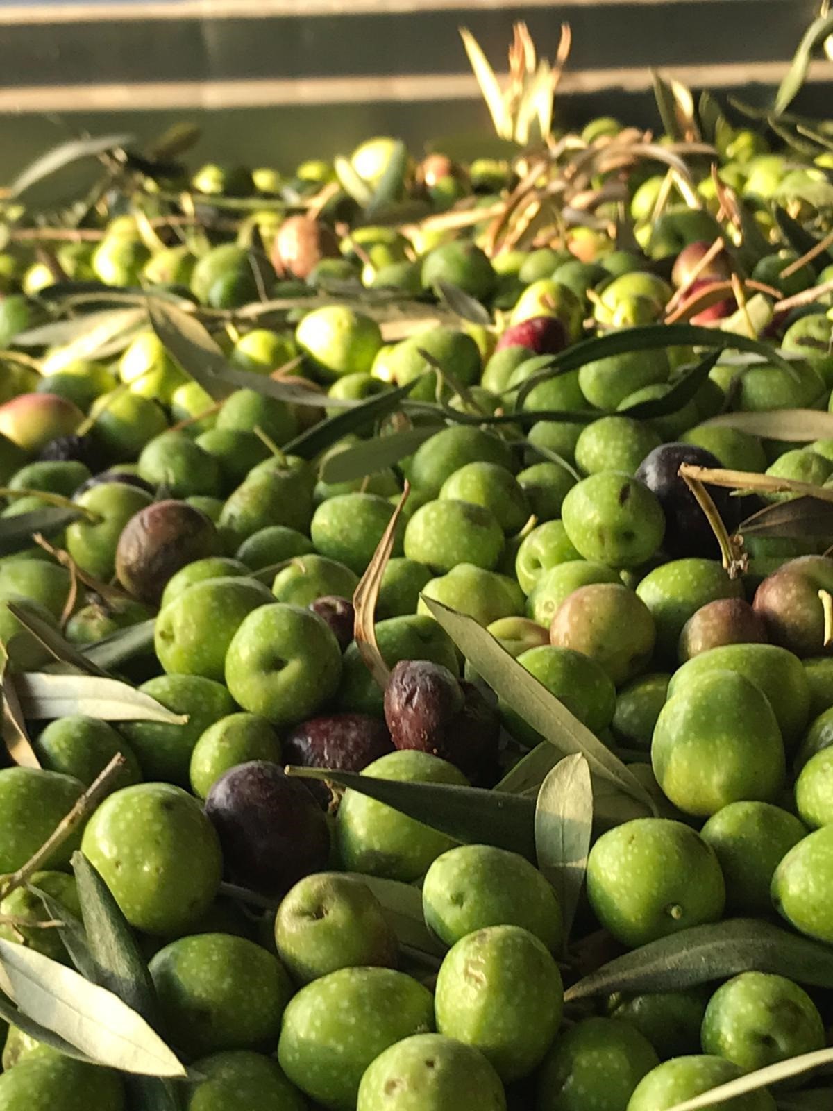 Zeytin Hasadı