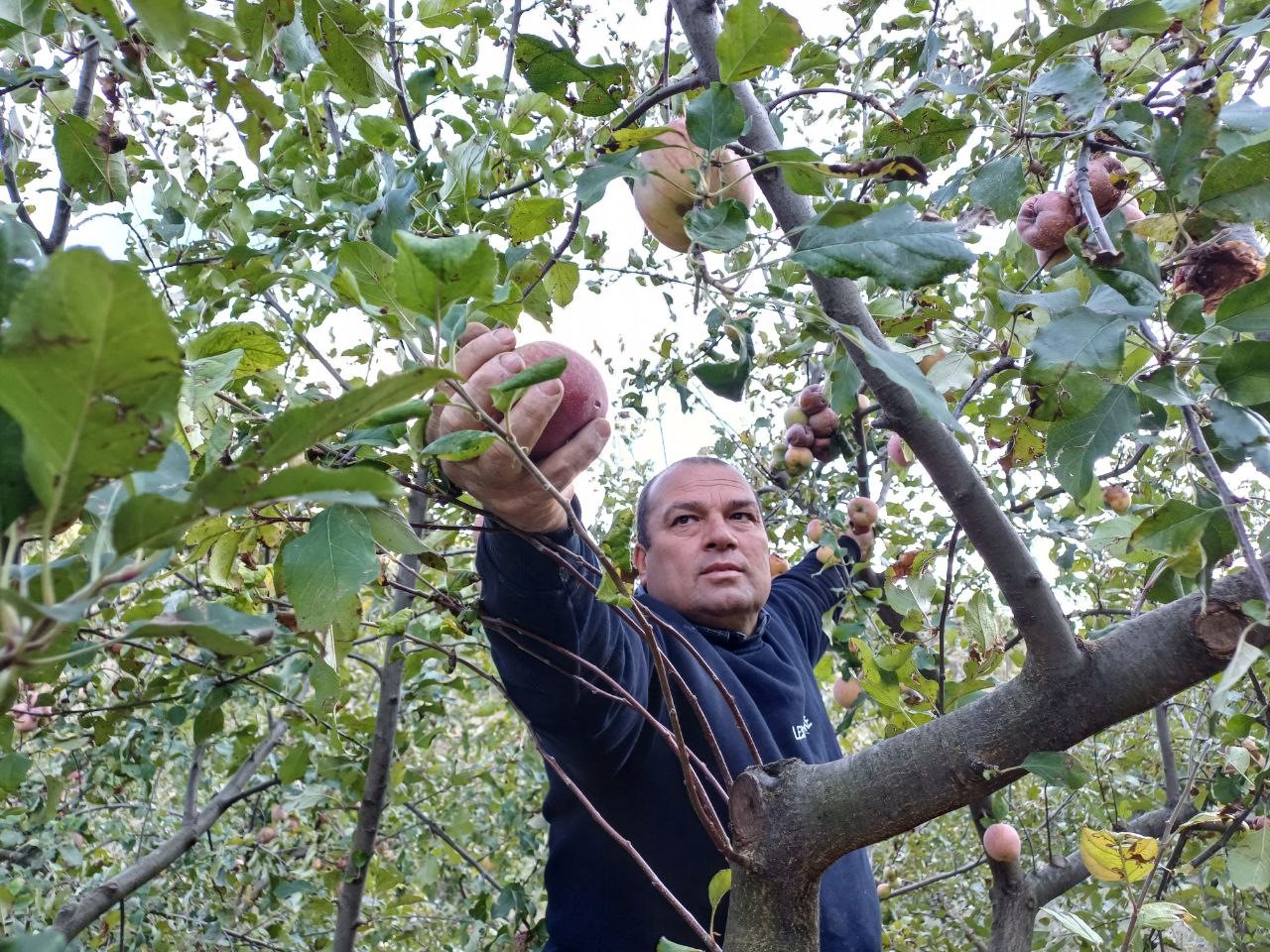 Ani Soğuk Hava Elma Hasadını Öne Çekti (2)