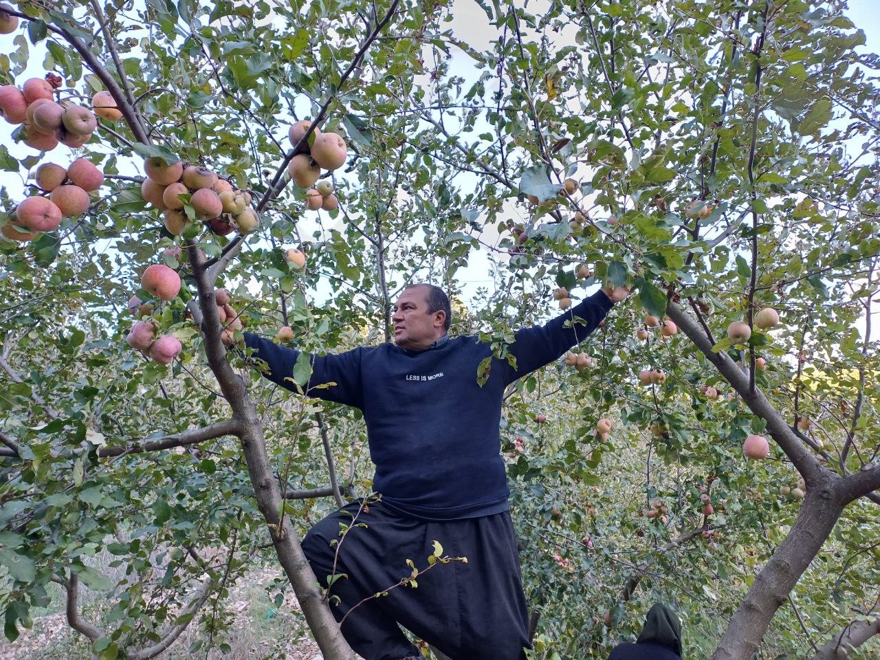 Ani Soğuk Hava Elma Hasadını Öne Çekti (3)