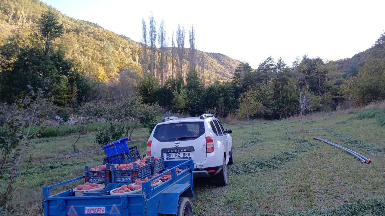 Ani Soğuk Hava Elma Hasadını Öne Çekti (4)