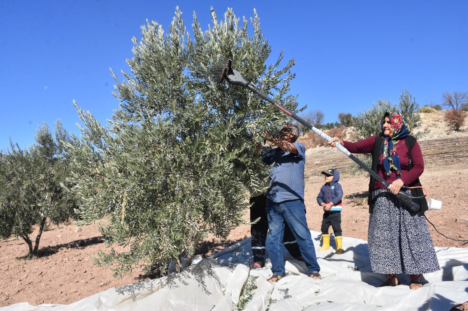 Beş Yıl Önce Dikilen Zeytin Fidanları İlk Hasatla Bereket Getirdi-1