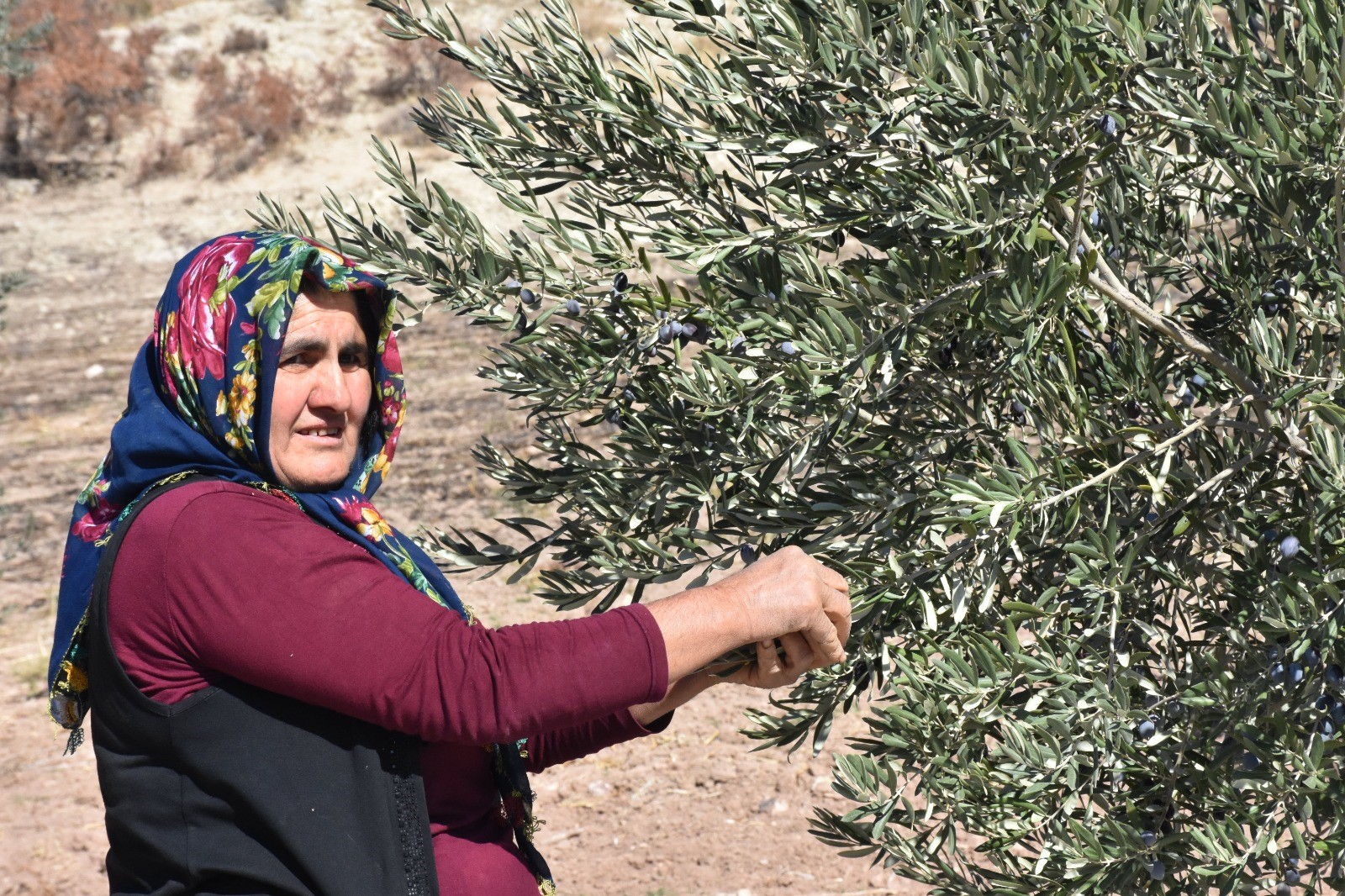 Beş Yıl Önce Dikilen Zeytin Fidanları İlk Hasatla Bereket Getirdi (2)