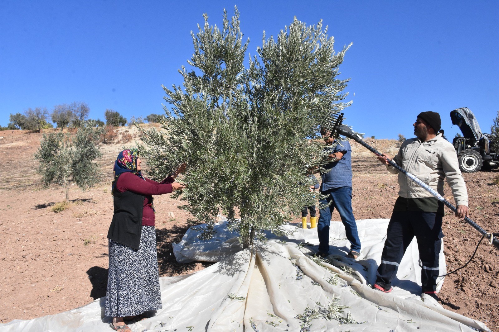 Beş Yıl Önce Dikilen Zeytin Fidanları İlk Hasatla Bereket Getirdi (3)