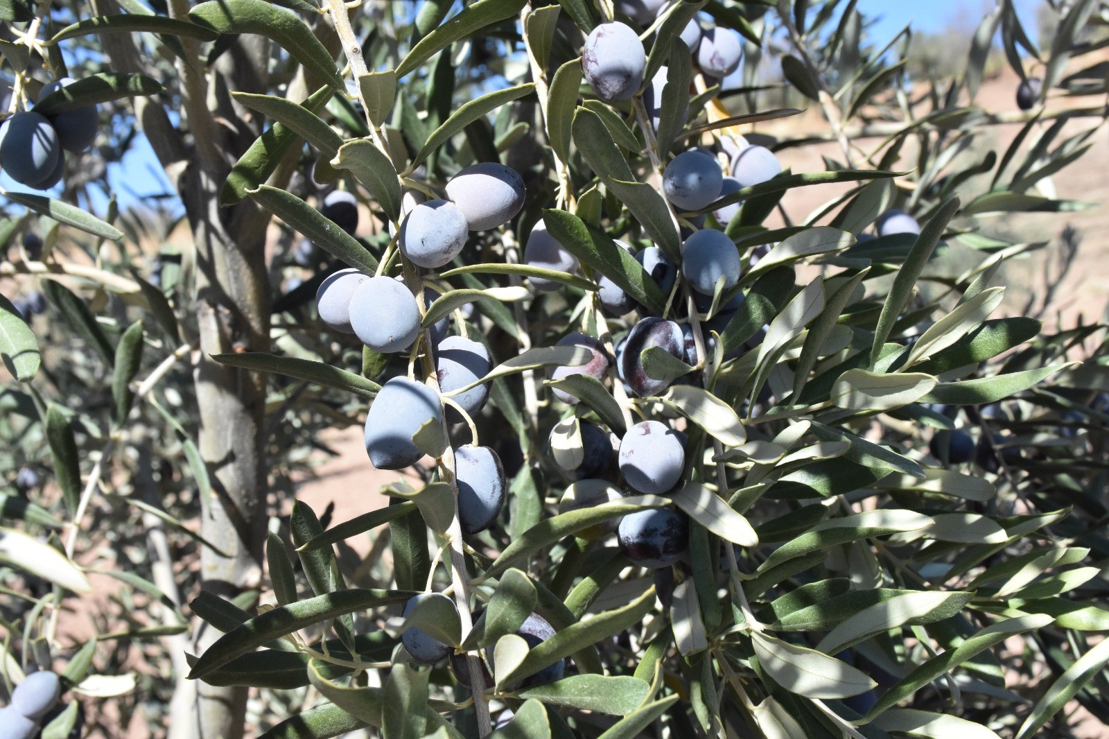 Beş Yıl Önce Dikilen Zeytin Fidanları İlk Hasatla Bereket Getirdi (4)