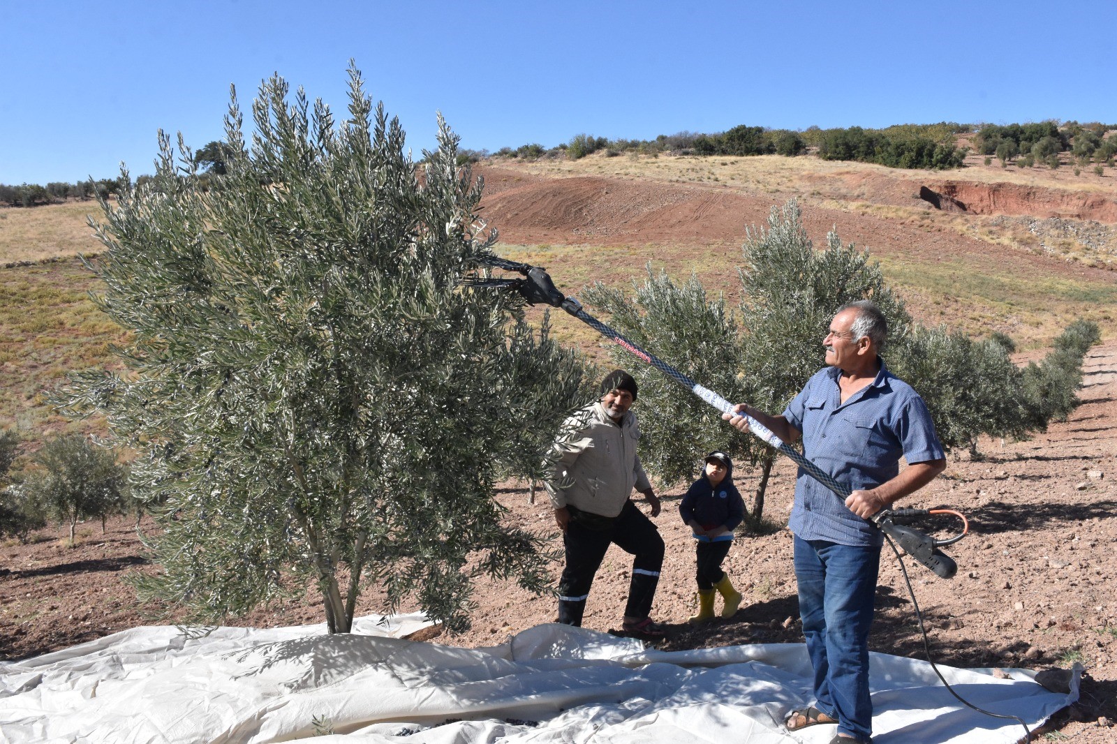 Beş Yıl Önce Dikilen Zeytin Fidanları İlk Hasatla Bereket Getirdi (6)