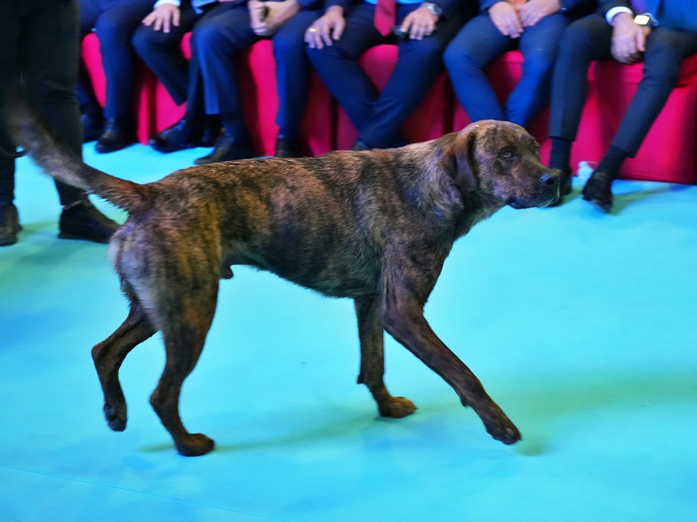 Fuar Alanına Girip Dron Kovalayan Köpek Gülümsetti (2)