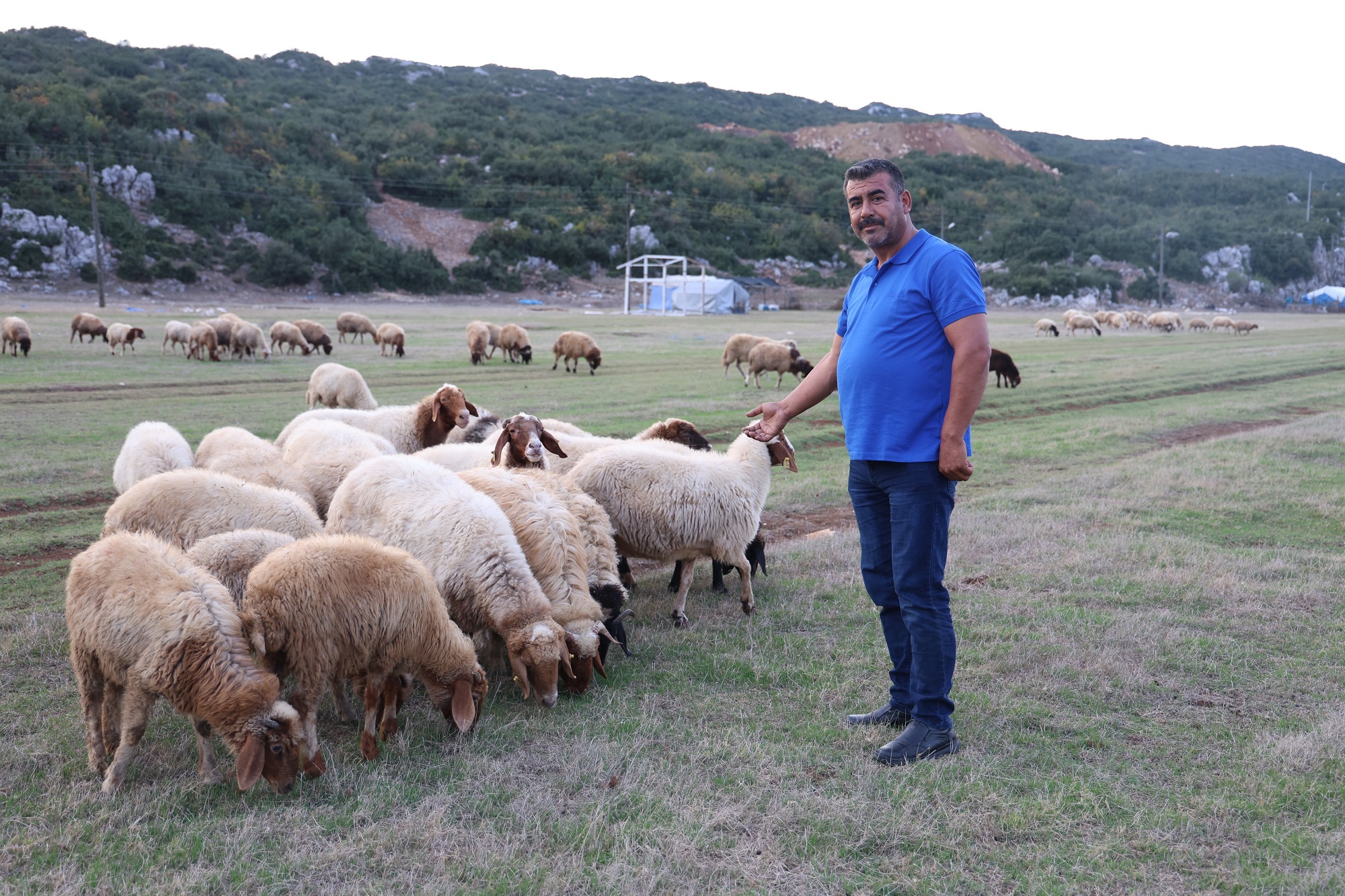 Hayvan Yetiştiricileri Çobanlığı Da Üstleniyor (2)