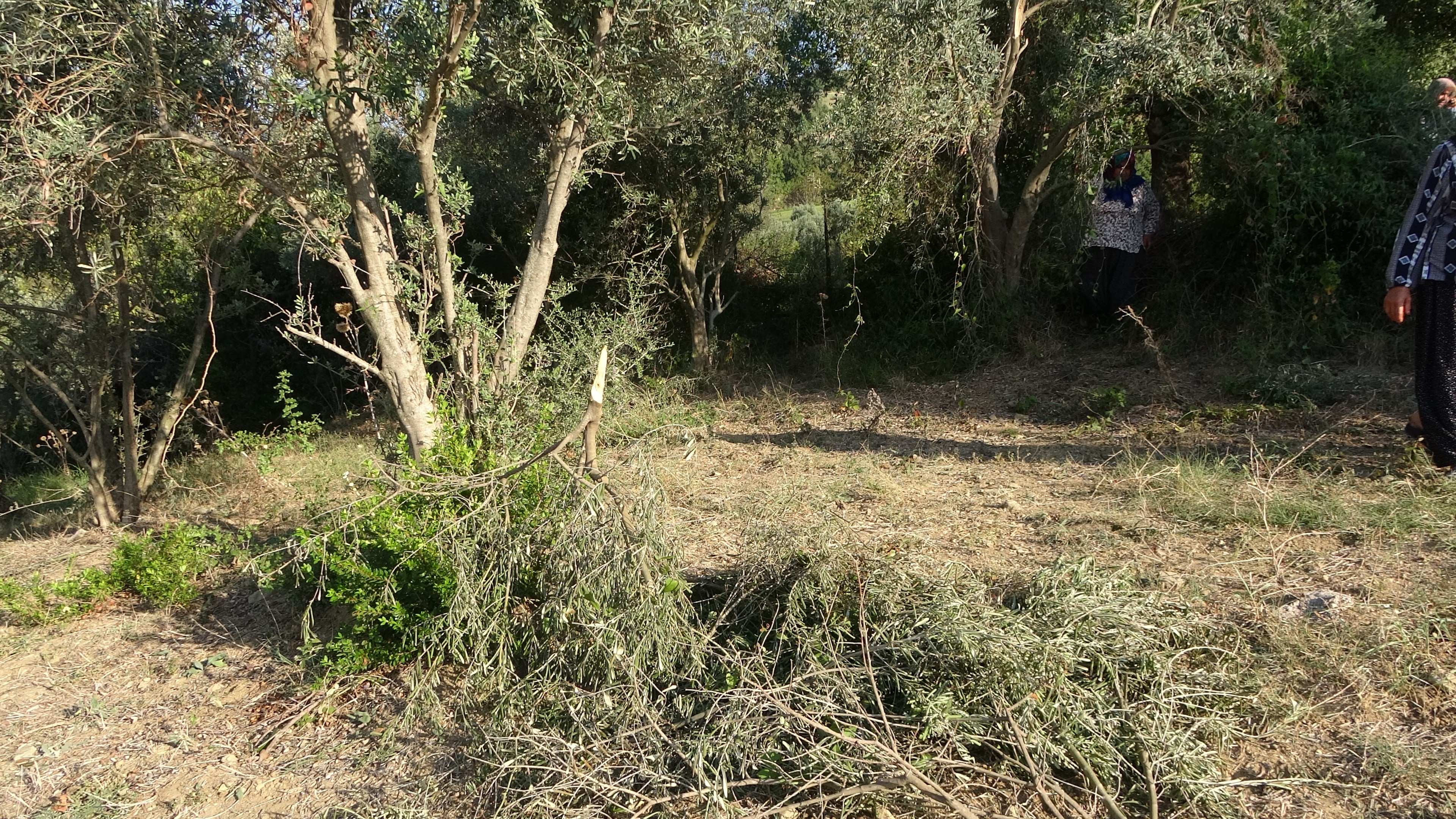 Kahramanmaraş'ta Kadınlara Karşı Soyunan Adam Zeytin Ağaçlarını Kesti! (3)