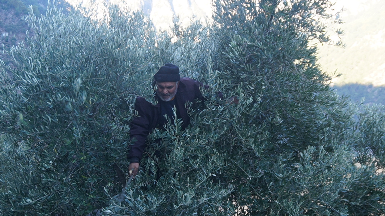 Kahramanmaraş’ta Organik Zeytin Hasadı Başladı (3)