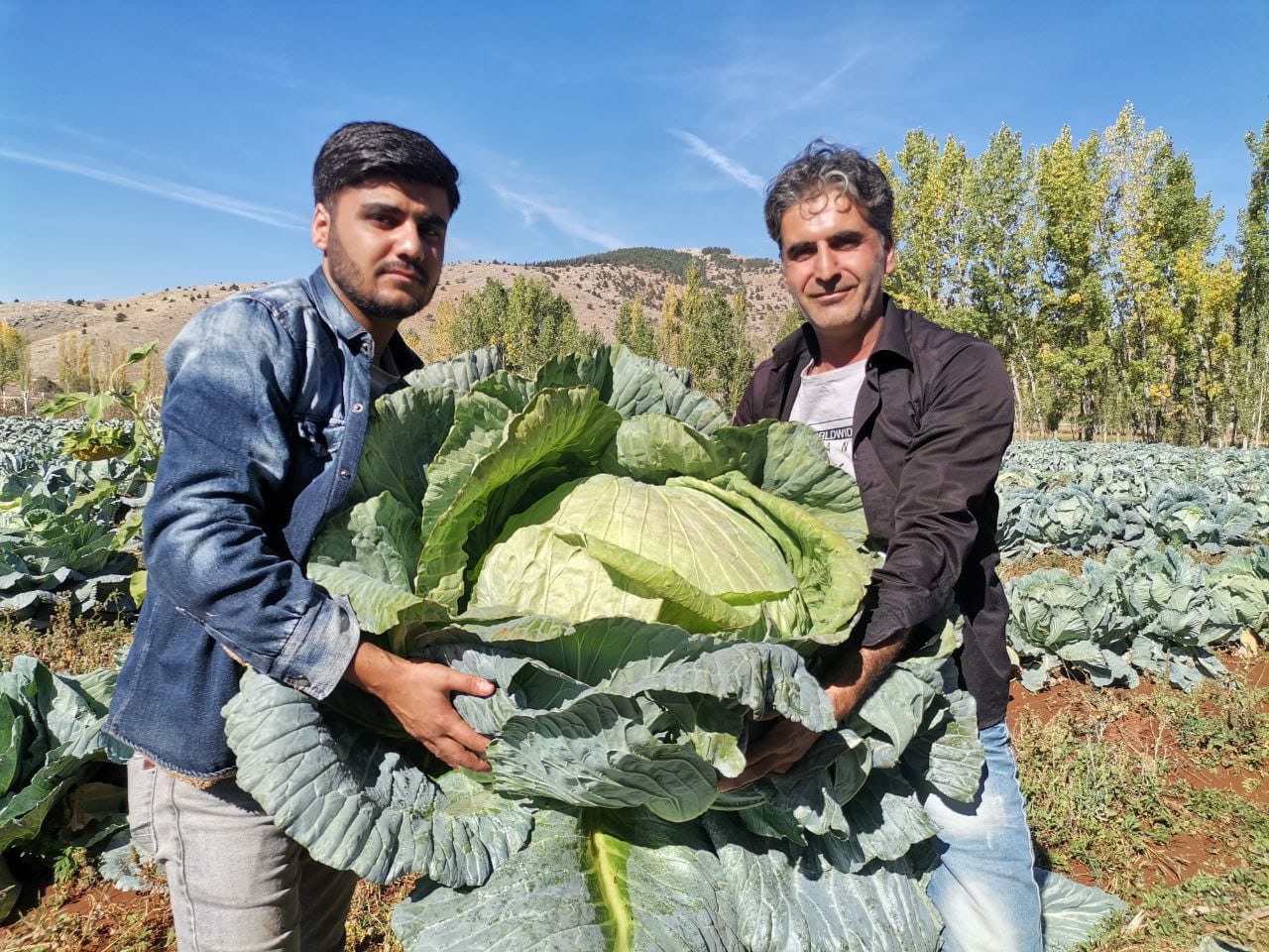 Kahramanmaraş'ta Rekor Lahana Hasadı (3)