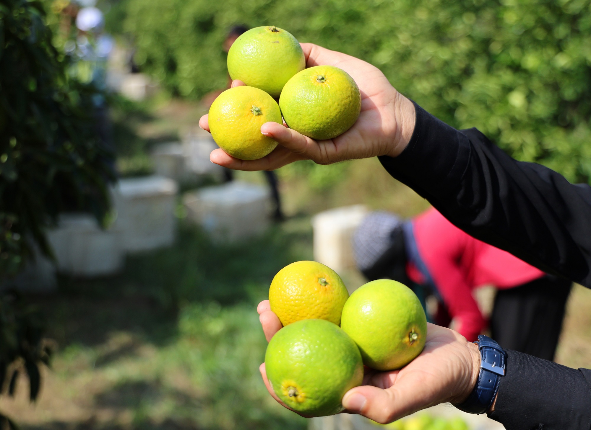 Mandalinadan 500 Bin Ton Verim Bekleniyor (3)