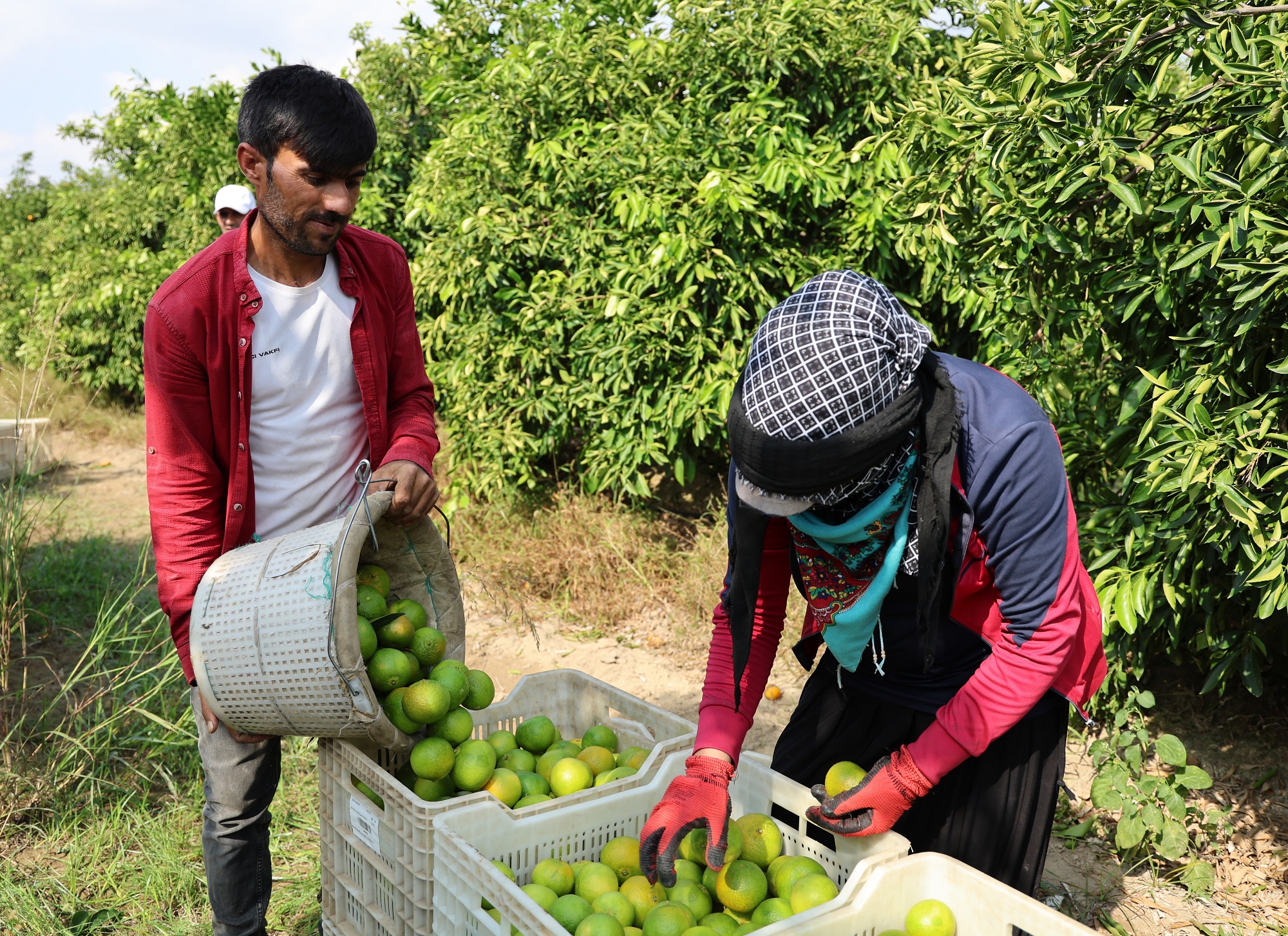 Mandalinadan 500 Bin Ton Verim Bekleniyor (5)