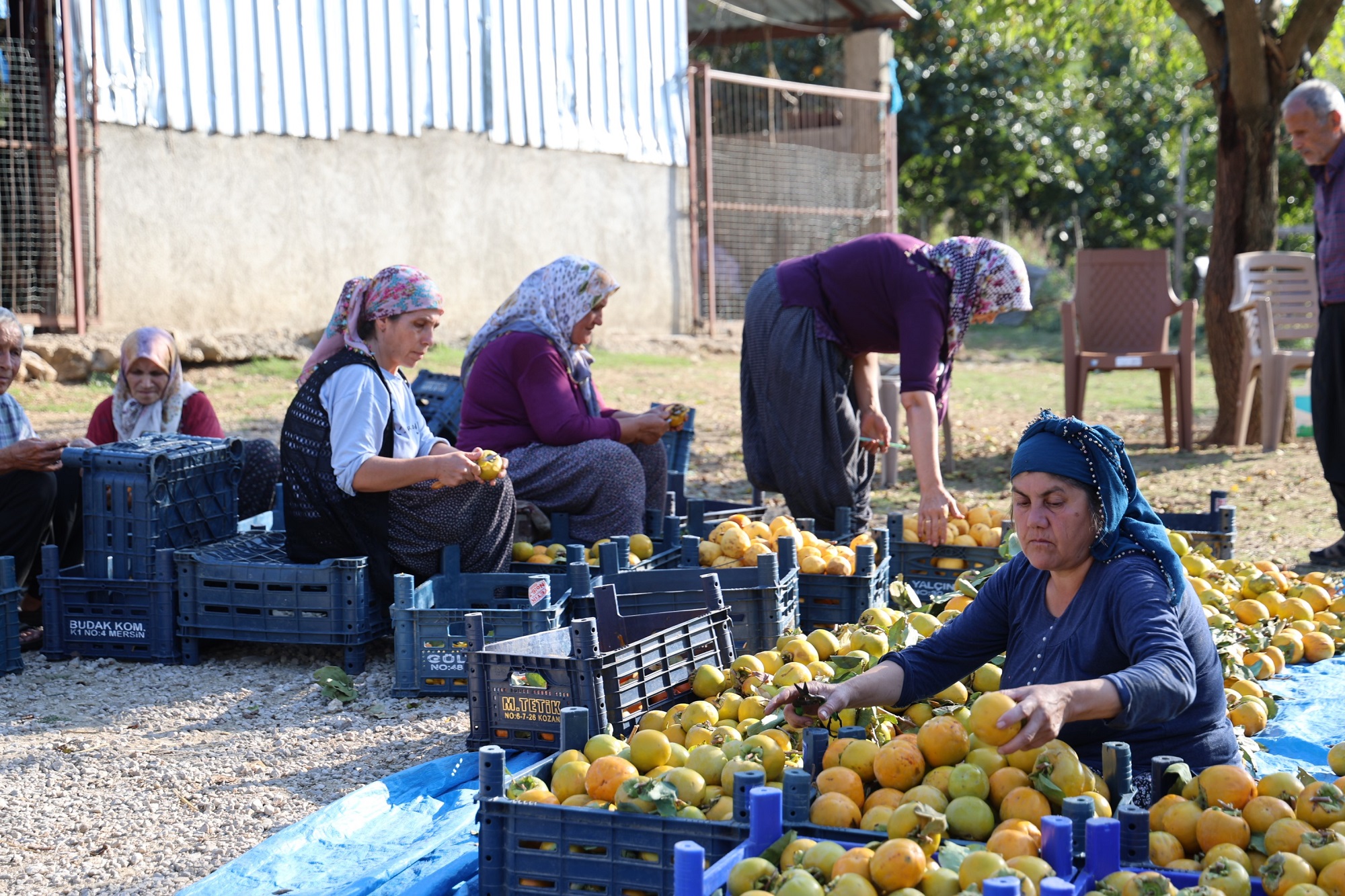 Trabzon Hurması Üretimi Çiftçinin Hasat Zamanı (2)