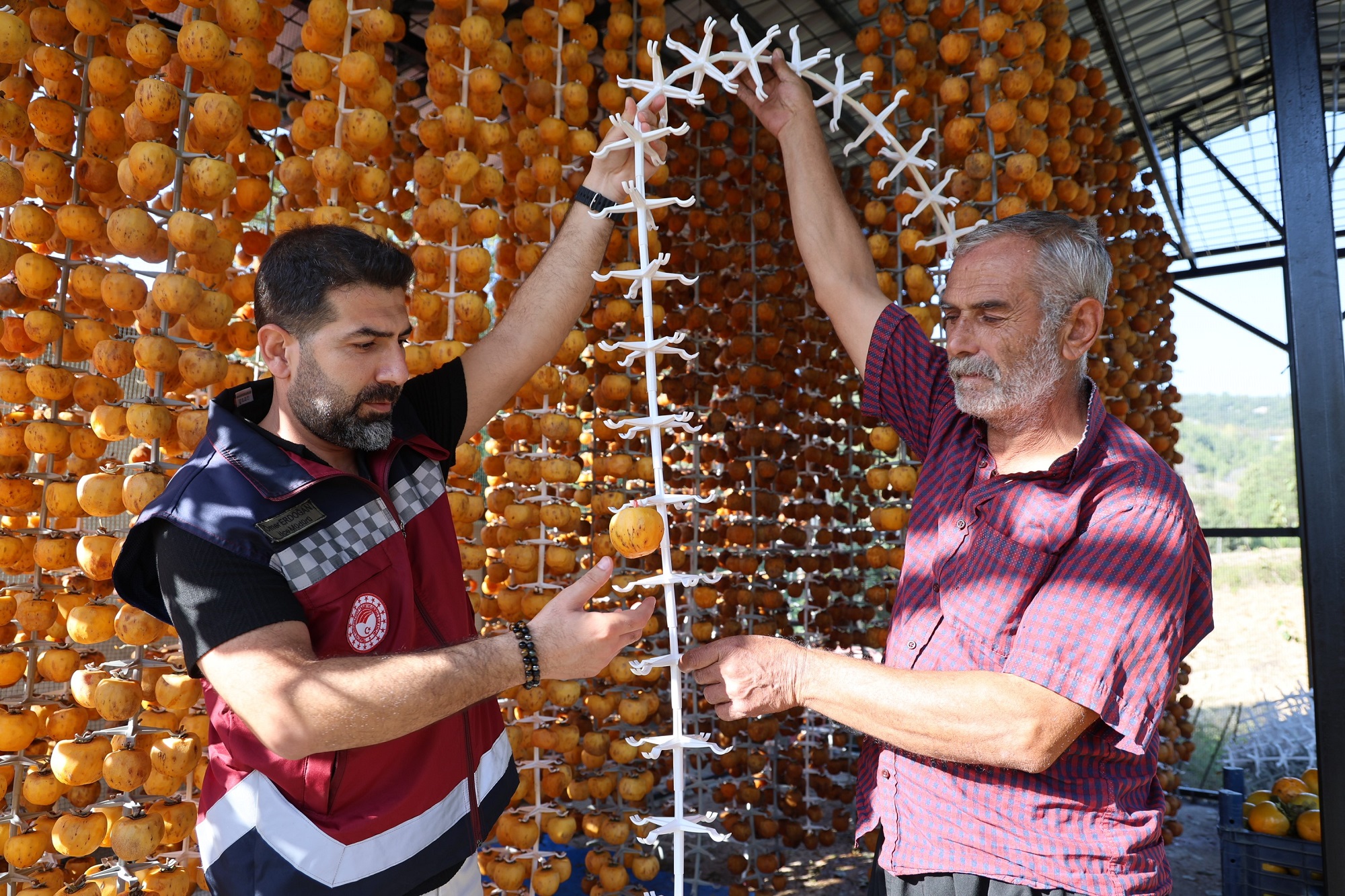 Trabzon Hurması Üretimi Çiftçinin Hasat Zamanı (5)