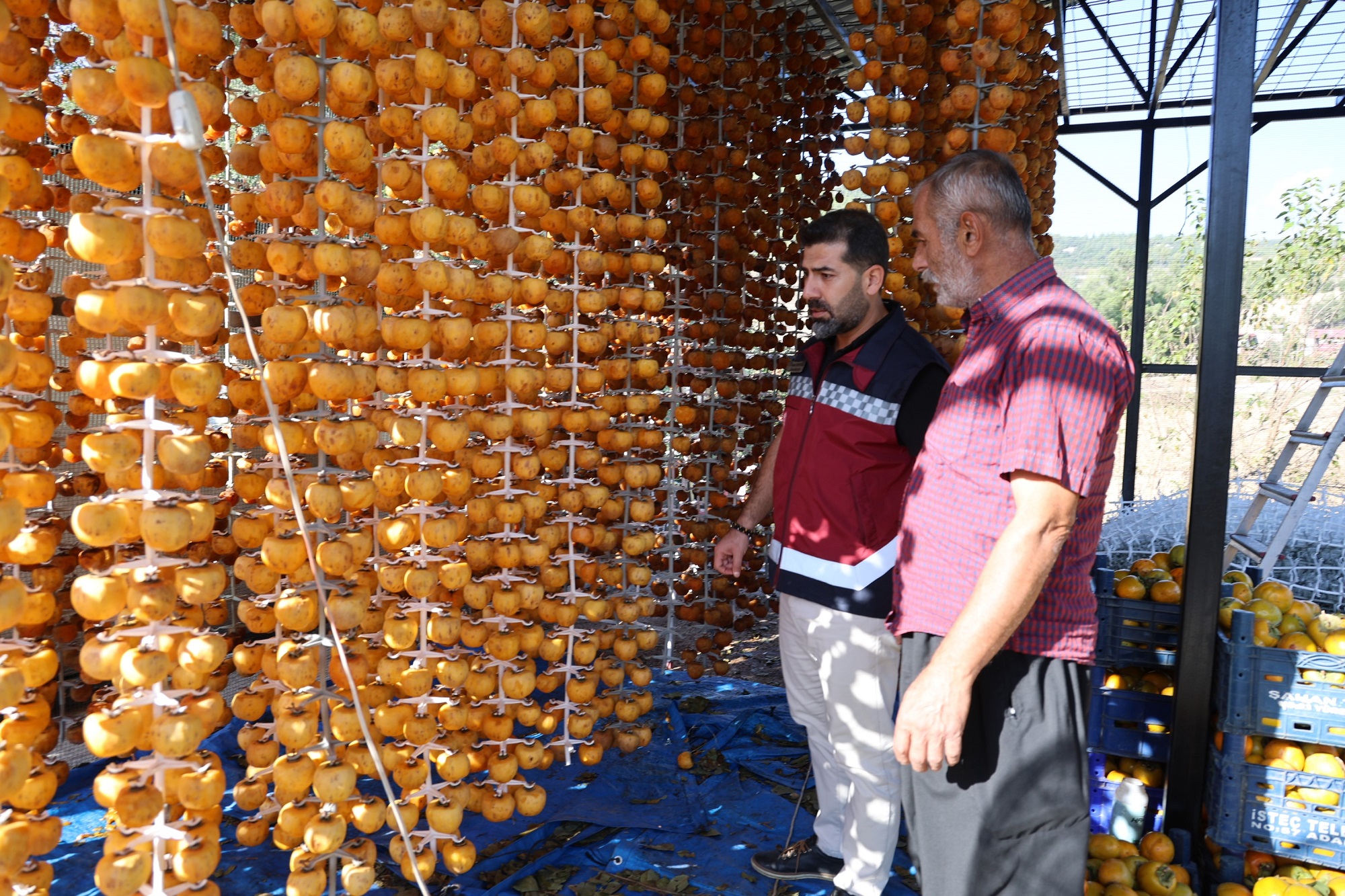 Trabzon Hurması Üretimi Çiftçinin Hasat Zamanı (6)