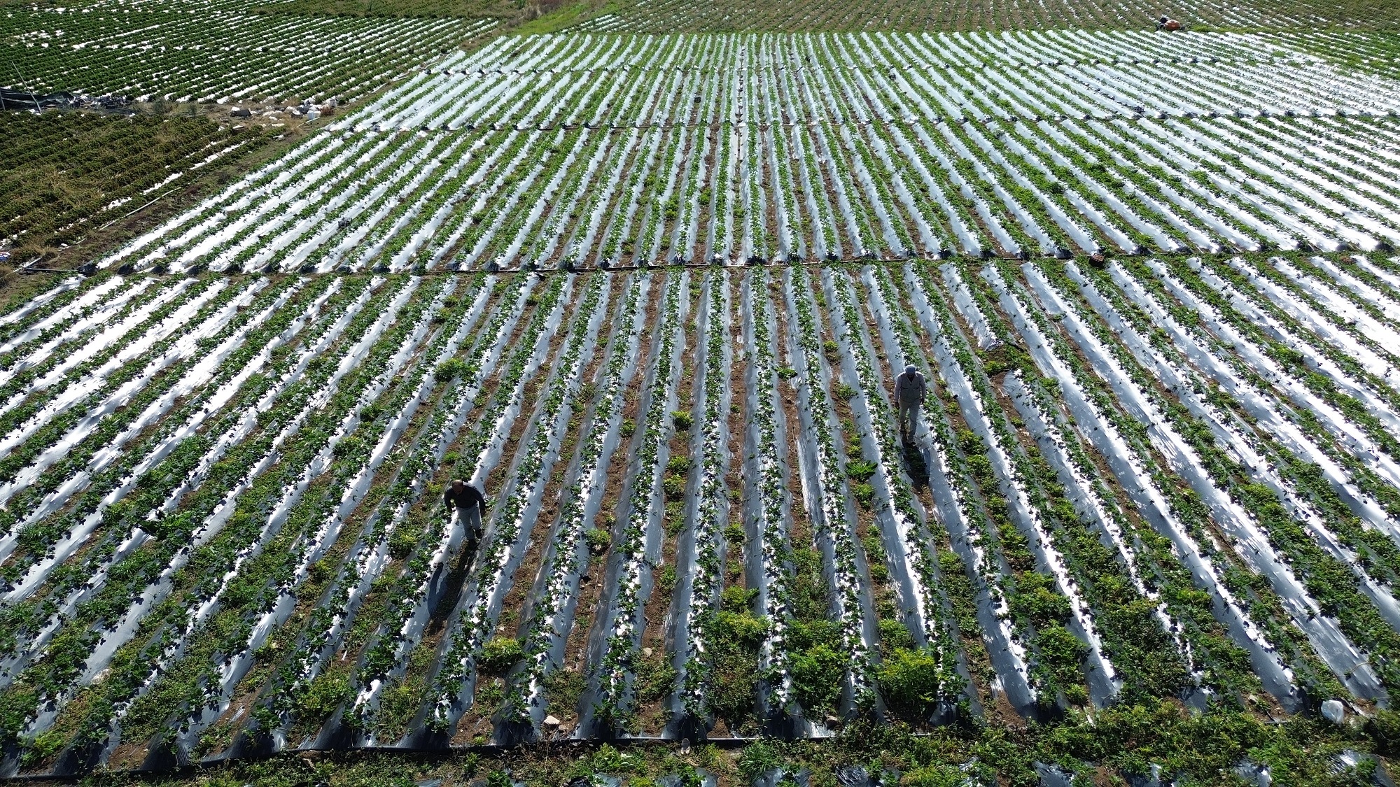 İhracatlık Çilekte Sezonun Son Hasadı Fiyat 120 Tl'ye Yükseldi (3)