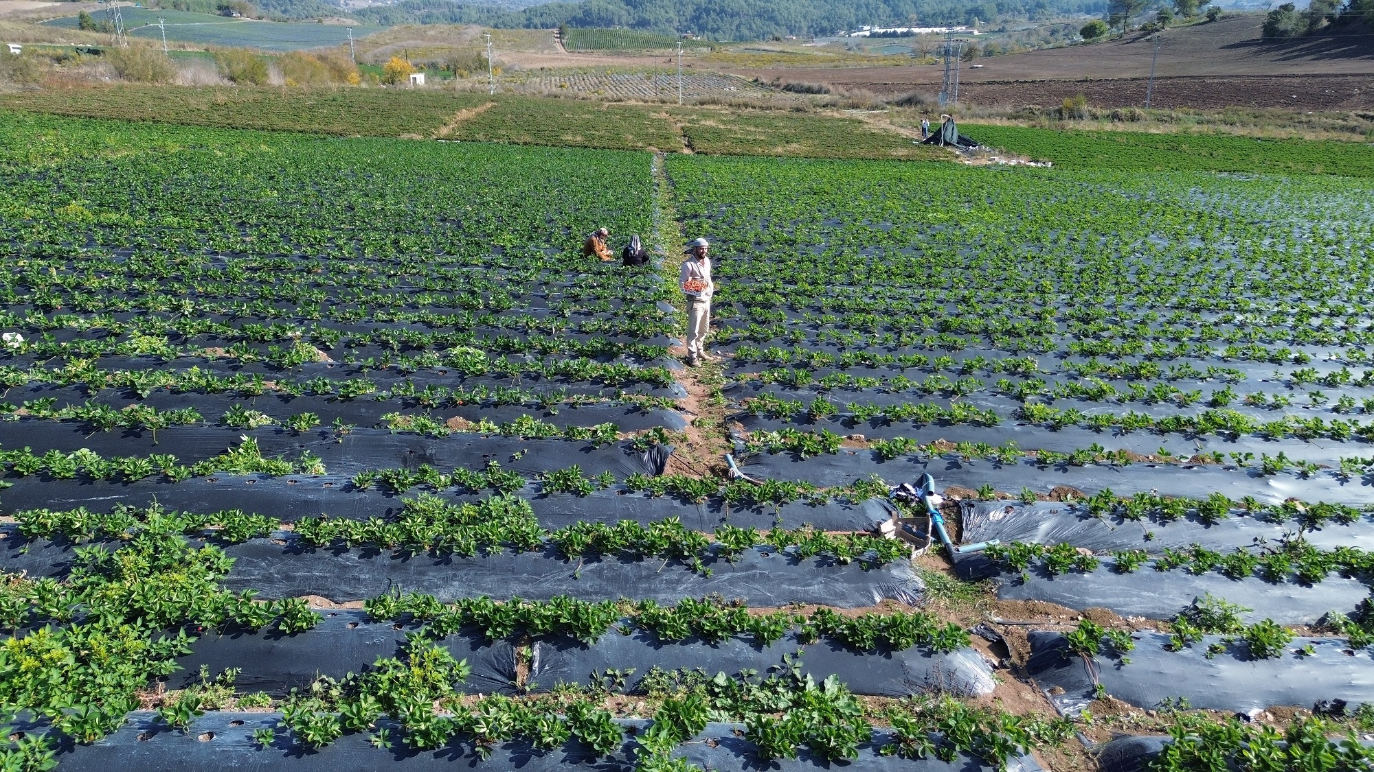 İhracatlık Çilekte Sezonun Son Hasadı Fiyat 120 Tl'ye Yükseldi (4)