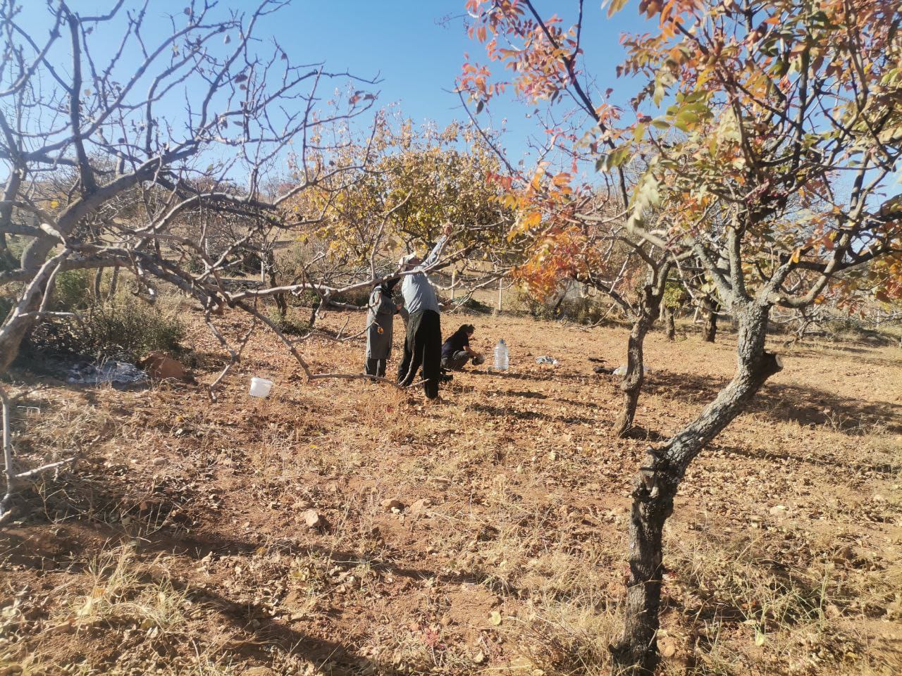 Kahramanmaraş'ta Budama Sezonu Başladı (2)