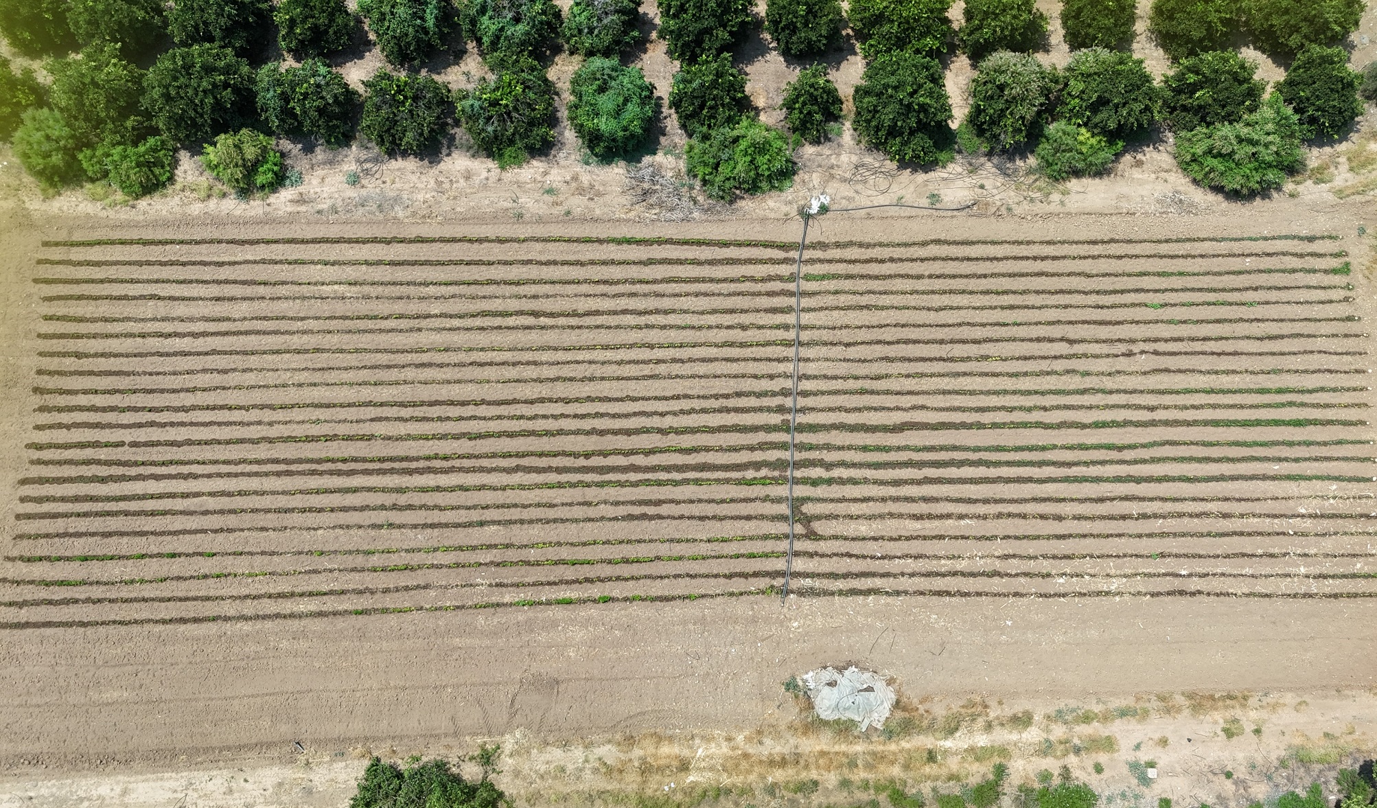 Tarımda Teknolojik Yenilik Yerli Yazılım Ve Dron Ile Verimlilik (2)