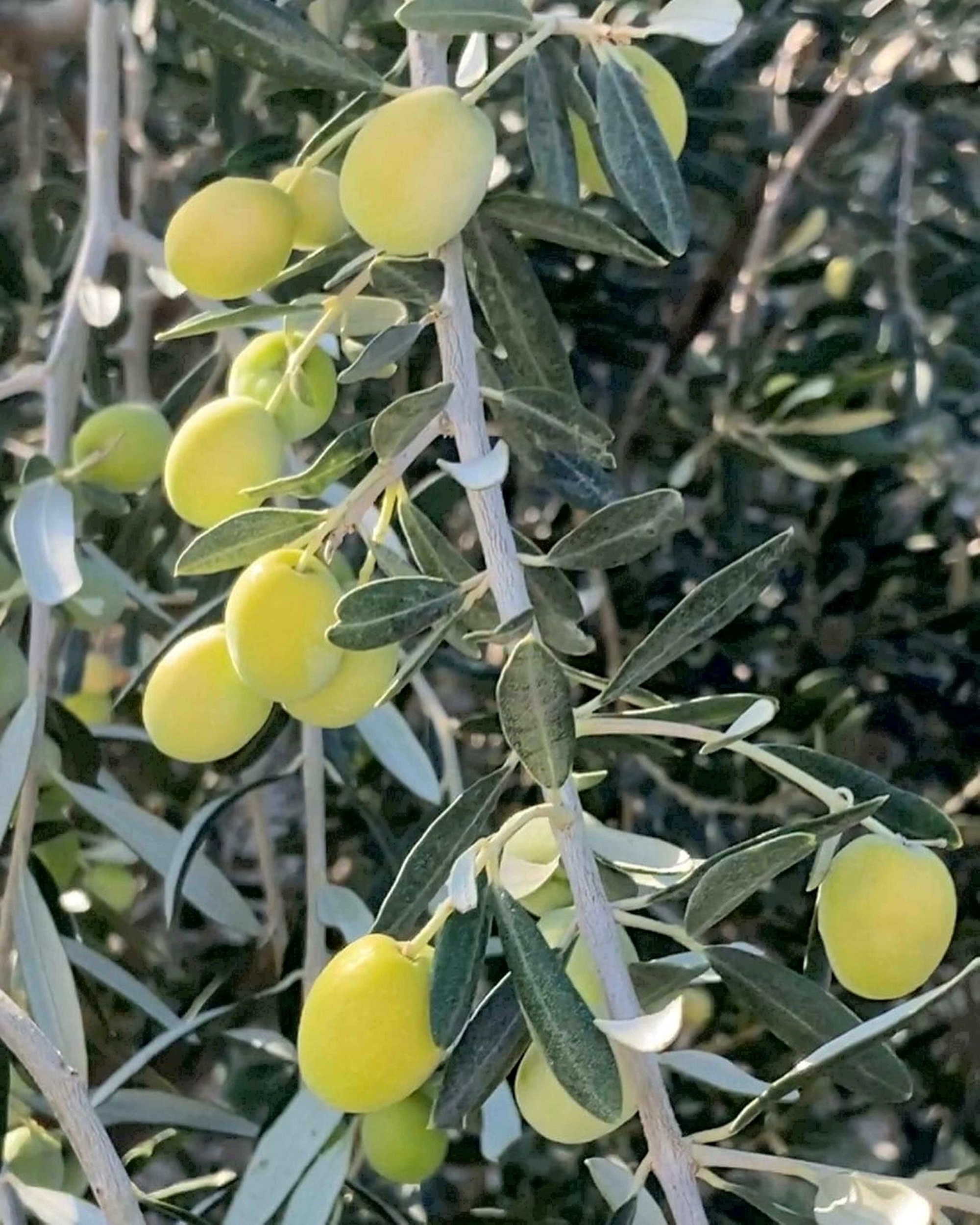 Zeytin Üretimi Arttı, Fiyatlar Düştü (2)