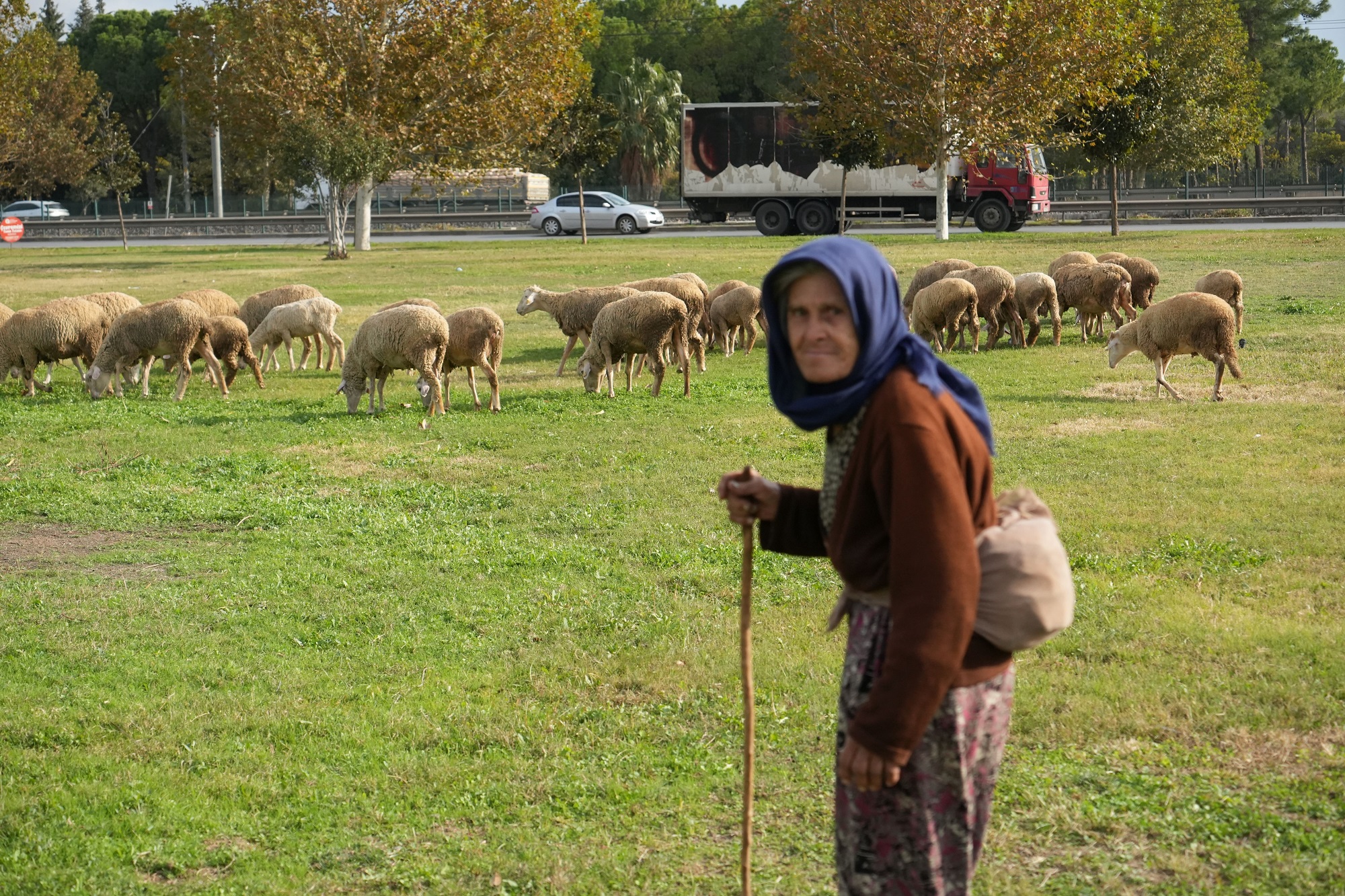 Yaşları 74, Azimleri Sonsuz 44 Yıldır Hayvancılık Yapıyorlar (4)