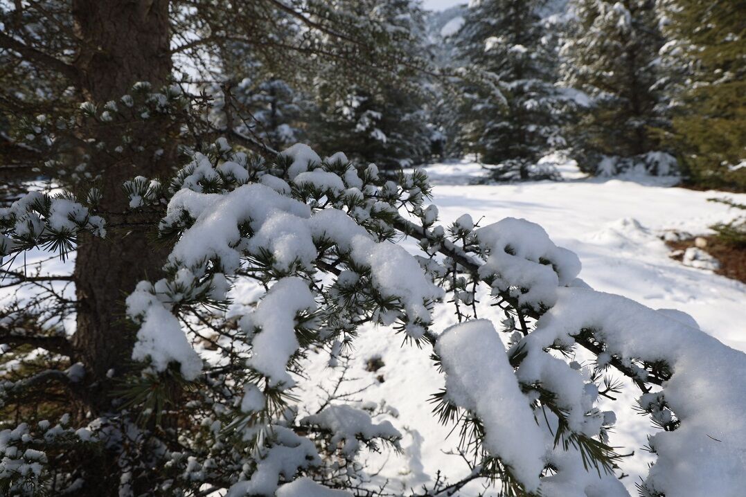 Kar Yağışı Kartpostallık Görüntüler Oluşturdu (3)