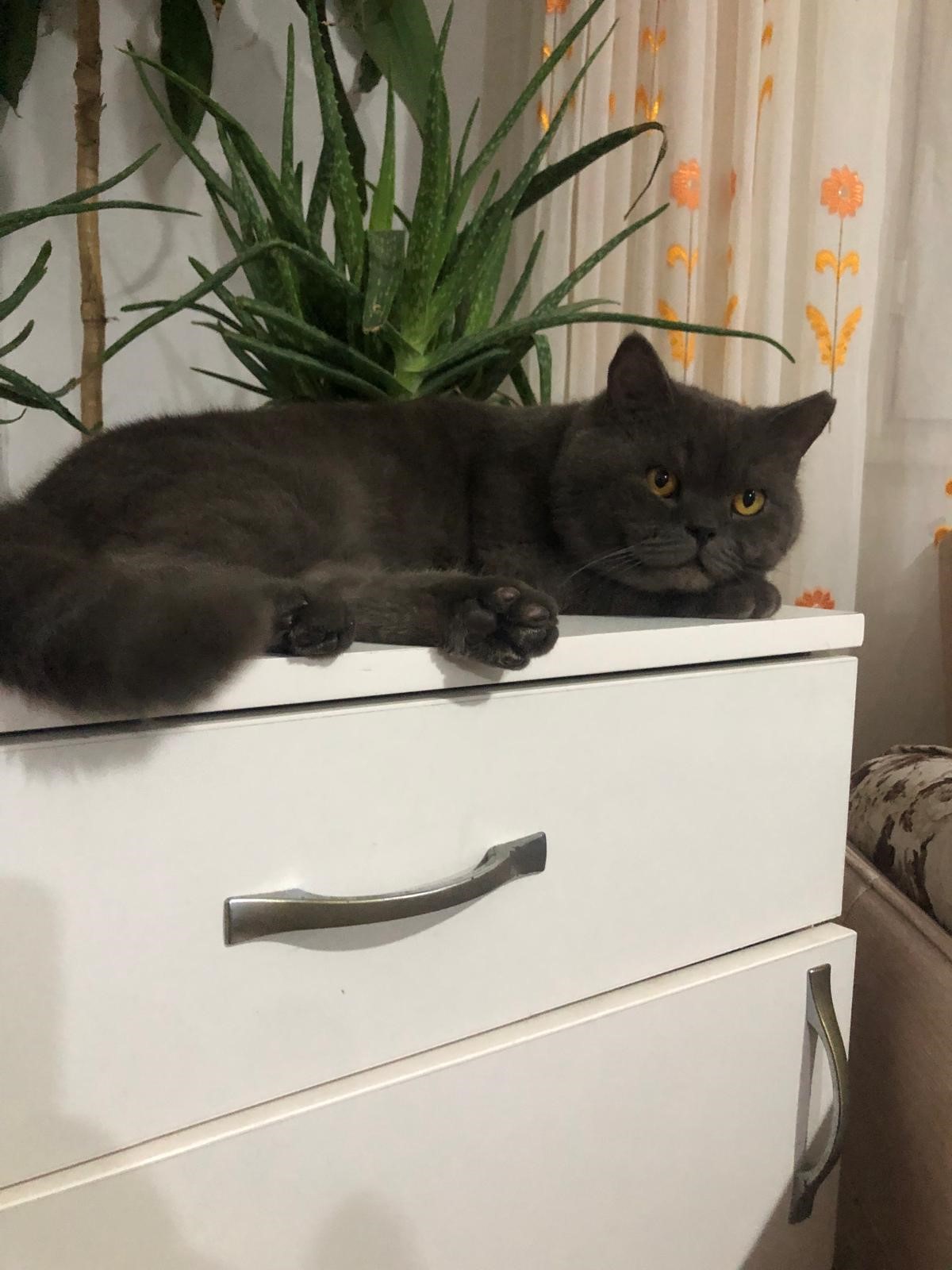 Kaybolan Kedi Kamerada! Sahibi Geri İstedi (1)